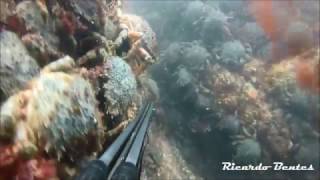 Caça submarina  Centenas de Santolas       Spider crab Spearfishing