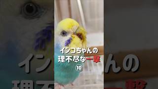 インコちゃんの理不尽な一撃⑩