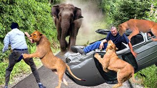 Cruel Chaos! Elephant, Angry Lion Attacks Cars And Tourists Too Brutal| Wild Animals Attack