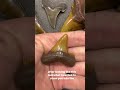 Florida’s Fossil Shark teeth! 🦈🦷 #shorts