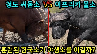 청도 싸움소 VS 아프리카 물소 훈련된 한국소가 야생소를 이길까? 전투력분석