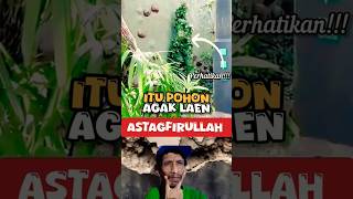 LAH COBA ITU 😱 TUH POHON ANEH BANGET 😱⁉️🤔 COBA PERHATIKAN‼️🚨📢 #viral #islam #tiktok #allah #shorts