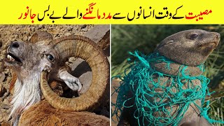 animal ask for help from human || animals rescued by kind hearted people || sahir tv