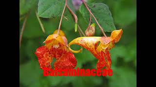 Balsaminaceae