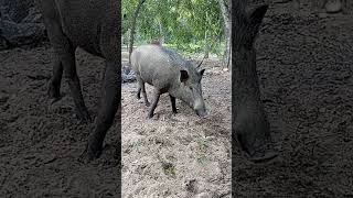 වල් ඌරා . wild Pig ... #elephant #africananimal #animals #srilanka #love #religion #trending #tiktok