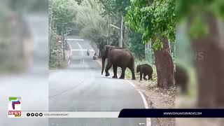 തുമ്പിക്കൈ ഇല്ലാത്ത കാട്ടാനക്കുട്ടിയും ആനക്കൂട്ടവും വീണ്ടും അതിരപ്പിള്ളി മേഖലയില്‍