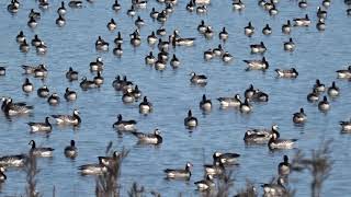 HANHIA geese