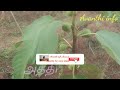 ஒட்டு ரக பழ மரங்கள் hybrid fruit trees my garden fruit tress