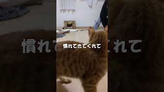 たった3日でこれ…#保護猫 #預かりボランティア #cat