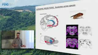 Mark Walton on Rapid dopamine release during decision making - Part 1