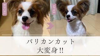 【サマーカット】パピヨンのトリミングに行ってきました。