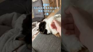 猫にストレスを与えないように気をつけたこと4選です#困りごと #ねこ #cat #むぎ猫 #トイレ失敗 #ミヌエット#短足#三毛猫