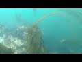 spearfishing for lings in seattle