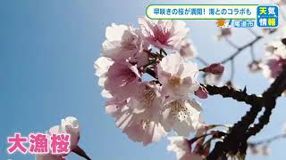 空と海のブルーにピンクの「大漁桜」が映える　１００ｍにわたって河津桜が咲き誇る　広島・尾道市