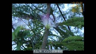 井の頭自然文化園 花ごよみ動画 ネムノキの開花