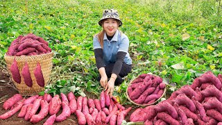 Harvesting Purple sweet potato to the Market to Sell  Make sweet potato cake! Lucia's daily life