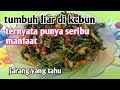 Tumis tanaman liar dengan seribu manfaat