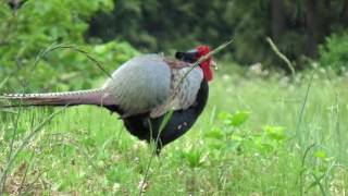 キジが現れた　雄雌　　A pheasant appeared.　Male and female