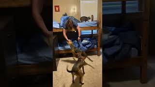 Dog unexpectedly jumped onto the top bunk of the bunk bed!