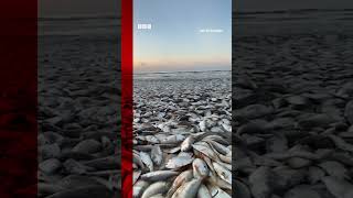 Thousands of dead fish have washed up along the Gulf Coast in Texas. #Shorts #Texas #BBCNews