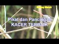 suara pikat kacer anti zonk ampuh 100% memanggil kacer liar.