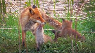 Fox Cubs Overjoyed at Their Father's Return