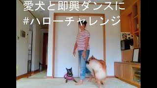 雑種犬風愛ちゃん即興ダンスに　#ハローチャレンジ　鈴ちゃん乱入