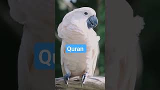 Quran Translation #quran #islamic #islamicstatus