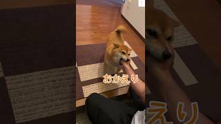 甘えん坊の柴犬がパパにべったり！この可愛さは反則級🥰　#柴犬　#豆柴　#犬　#かわいい #shorts