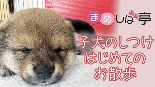 かわいい子犬のしつけ時間✨はじめてのお散歩！毎日ハッピーなまめしばおチビたちのブログ・vlog 【豆柴】