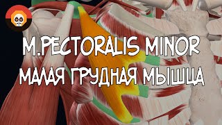 Малая грудная мышца (m. pectoralis minor) 3D Анатомия