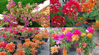 എൻ്റെ ബോഗൻവില്ല കളക്ഷൻ /BAUGAINVILLEA COLLECTIONS