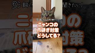 【飼い主の声が聞きたい！002】ニャンコの爪研ぎ対策どうしてる？ #shorts  #猫好き #ねこのいる暮らし #段ボールハウス  #ニャンテコッタ