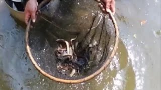 ช้อนปลาหลด ที่ฝายน้ำล้น Fishing Moray at Dike