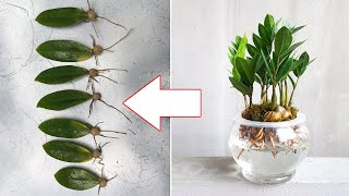 2 ways to propagate money tree (Zamioculcas zamiifolia) from leaves