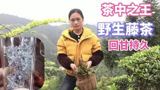 【杨一米茶】广西高山野生藤茶，称为“茶中之王”，比2000块的茶回甘还好