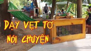 Kinh Ngiệm Dạy Vẹt Ngực Hồng Tơ Nói Giỏi.  How to teach parrot talking?