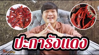 สาระศาตร์พลอย EP.5 : Red Coral ปะการังแดง l สาระดีๆจาก Collen Jewelry