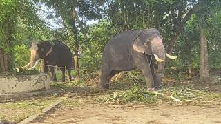 ആന പ്രേമികൾക്ക് മാത്രം ഉള്ള video /ആനകളെ നെഞ്ചിൽ ഏറ്റിയ ലക്ഷകണക്കിന് മലയാളികൾക്ക് /ആന പ്രാന്തൻ