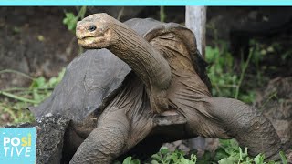The sad story of “Lonesome George,” the last giant tortoise of the Galapagos | Positive