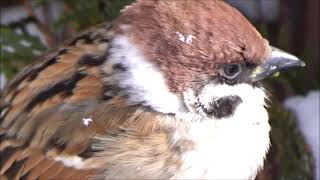 緑地のすずめ達～冬の寒さに耐えている　Eurasian Tree Sparrow