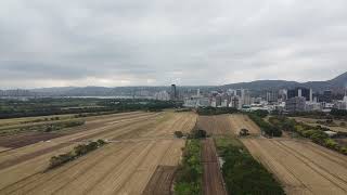 空拍 關渡平原 稻穀成熟 收成 與 翻土 2｜DJI MAVIC MINI