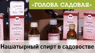 Голова садовая  Нашатырный спирт в садоводстве. Заходи на наш Telegram: https://t.me/golovasadova