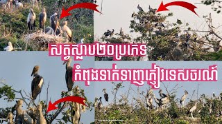 តំបន់អភិរក្សសត្វស្លាបកំពុងទាក់ទាញភ្ញៀវទេសចរណ៍|Bunthan Chim