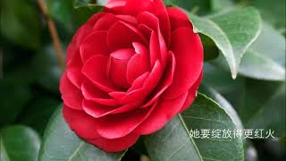 啊，山茶花----Music composed by HelenRidge66