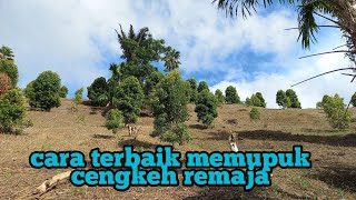 Cara Memupuk Cengkeh Remaja/Muda Yang Benar  | KEBUN (GARDEN) CLOVE