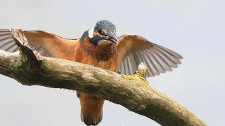 Eisvogel beim Fischen