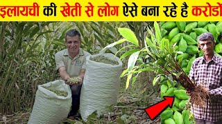 लोग ऐसे करोड़ों छाप रहे हैं इलायची की खेती करके ! cardamom farming