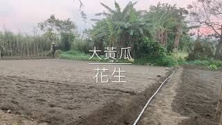 春雨綿綿趕快種大黃瓜 | 花生