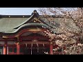 土佐稲荷神社　桜　大阪市西区　2019年（平成31年）4月6日 土